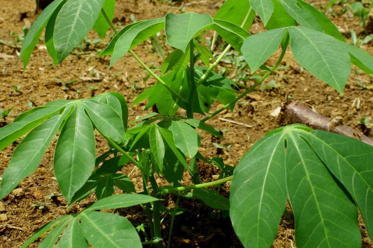 Dá para plantar mandioca no quintal de casa