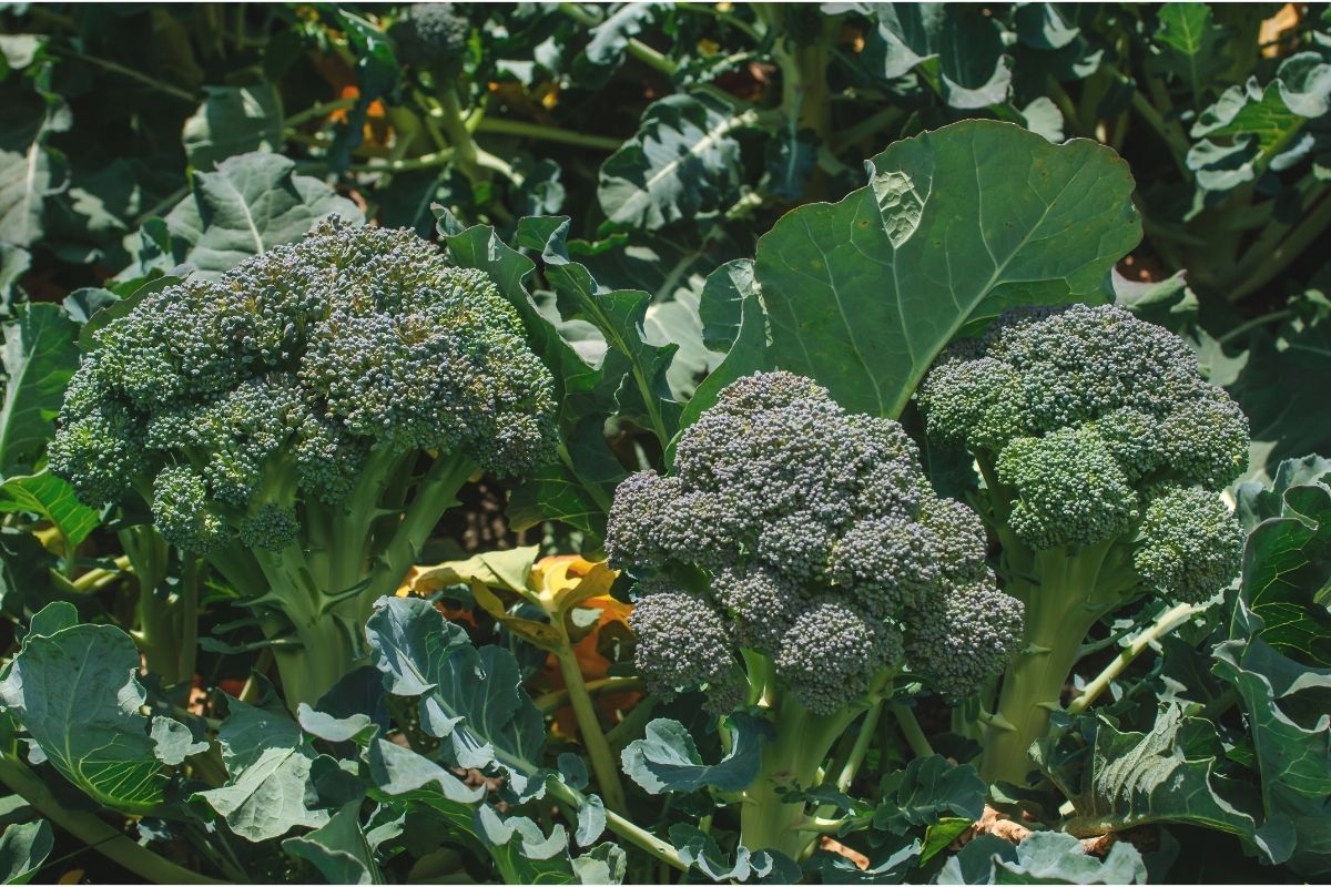 Aprenda os segredos para cultivar brócolis em casa e ter cachos maravilhosos