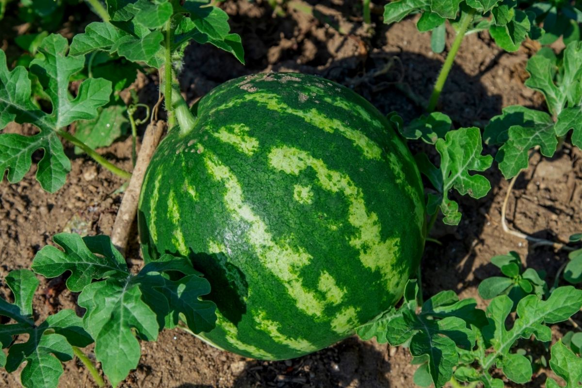 Qual o momento certo de colher a melancia?