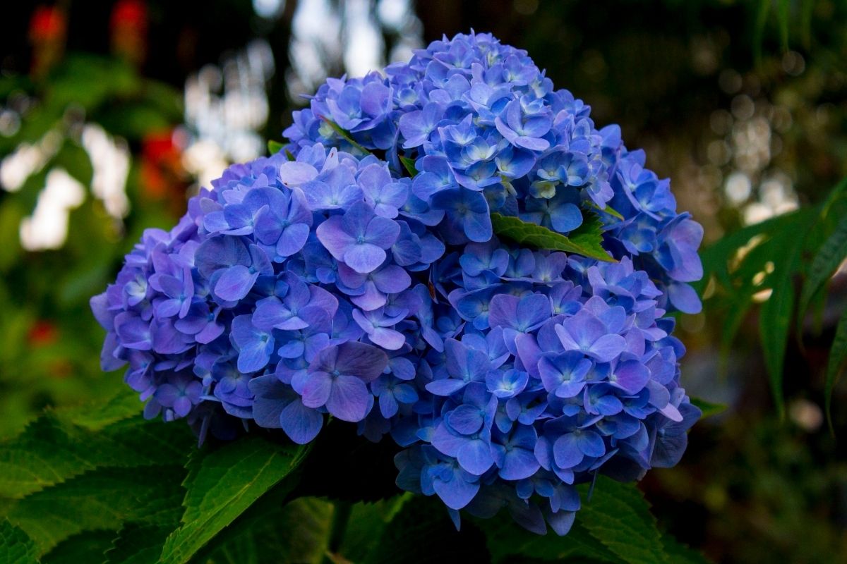 Aprenda como mudar a cor das hortênsias