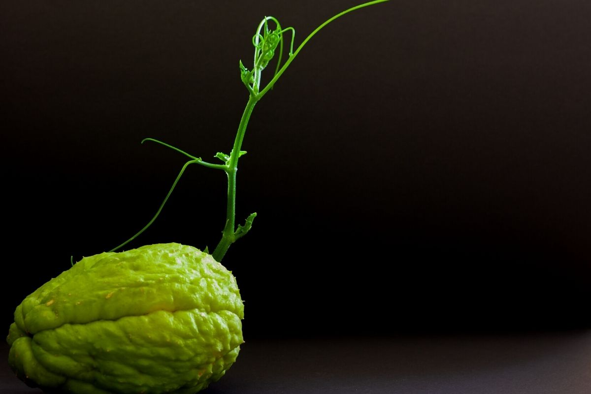 Aprenda os segredos para cultivar chuchu em casa e ter muitos frutos