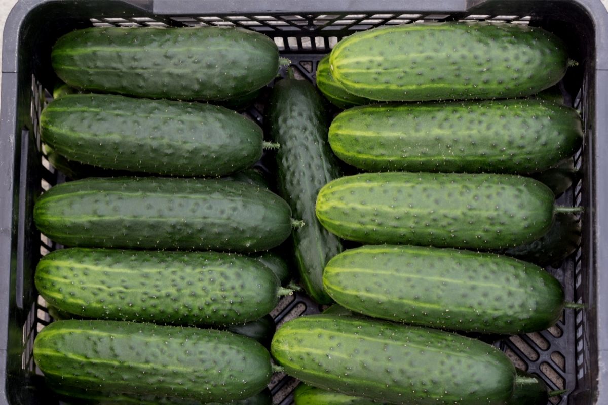 Aprenda os segredos para cultivar pepino em casa