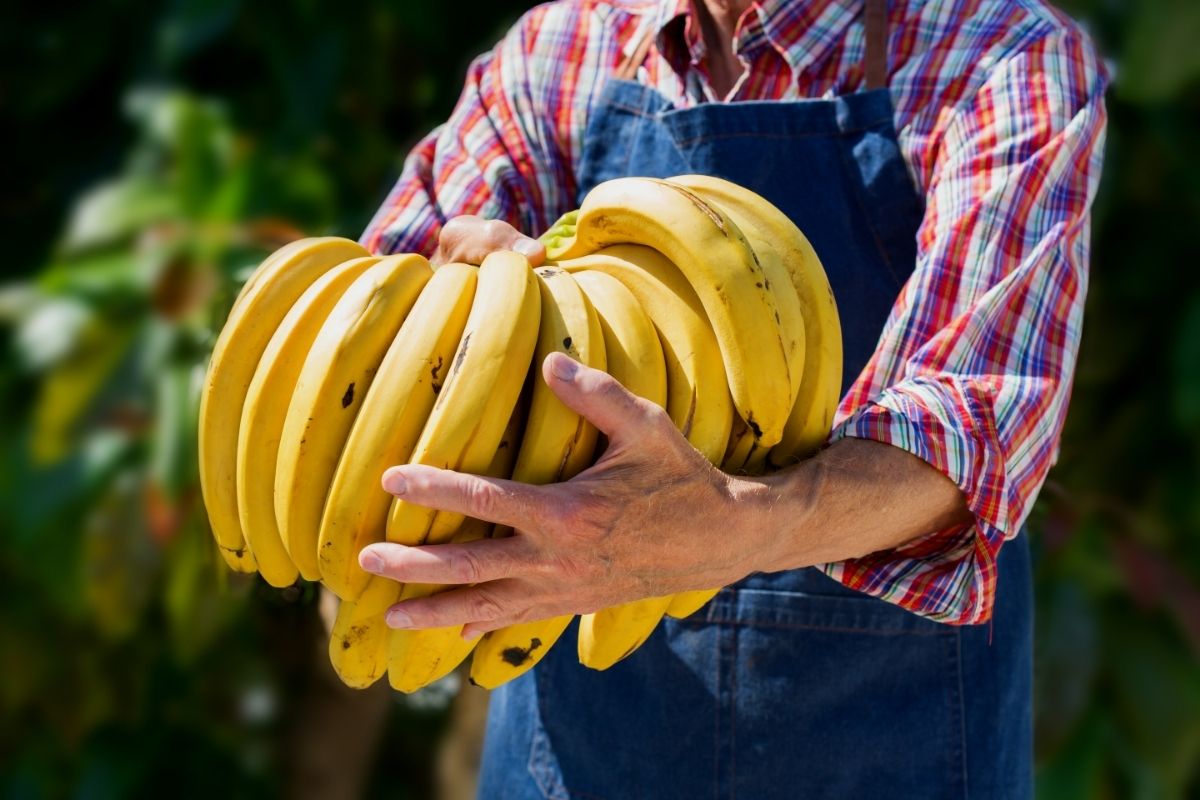 Aprenda os segredos para cultivar banana em casa e ter muitos frutos — Foto: Canva Pro.