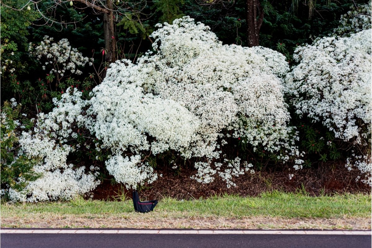 5 árvores perfeitas para calçada que não faz quebradeira