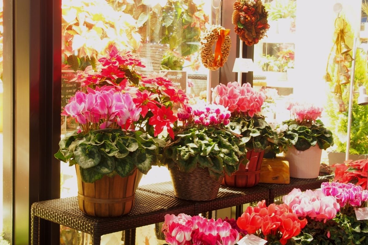 Ciclame; veja o guia completo para tombar de flores