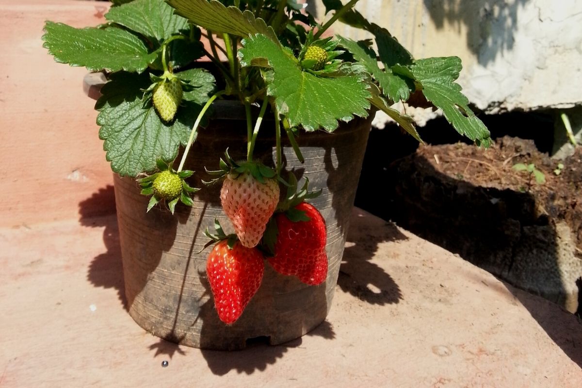 Morango em penca?