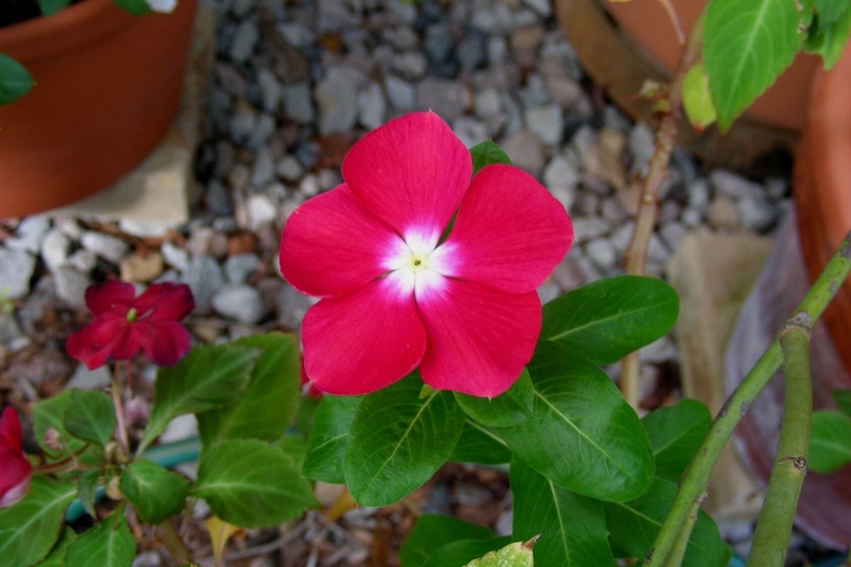 Vinca encanta qualquer jardim