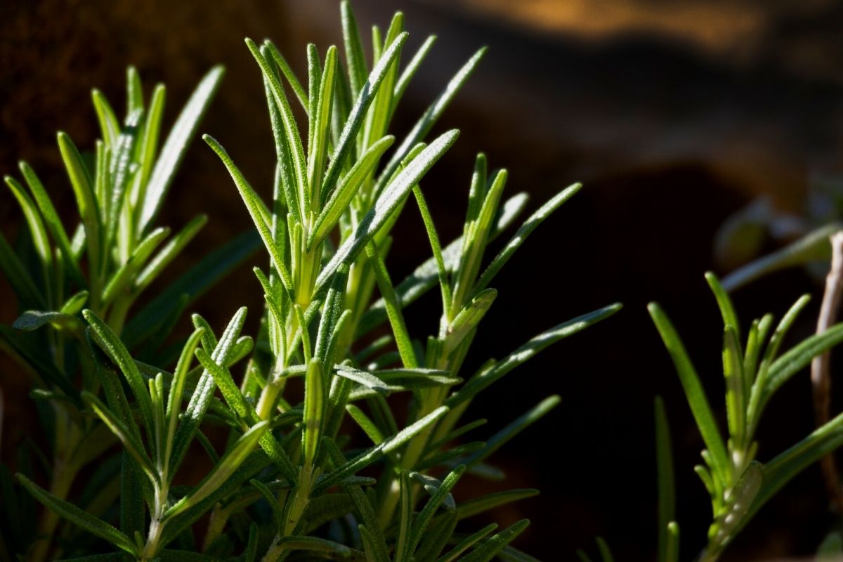 Por que o pé de alecrim seca?