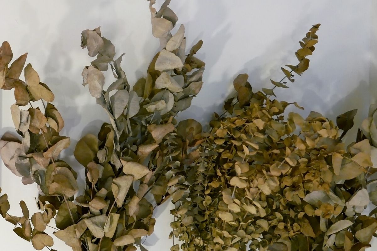 Salvar planta muito seca