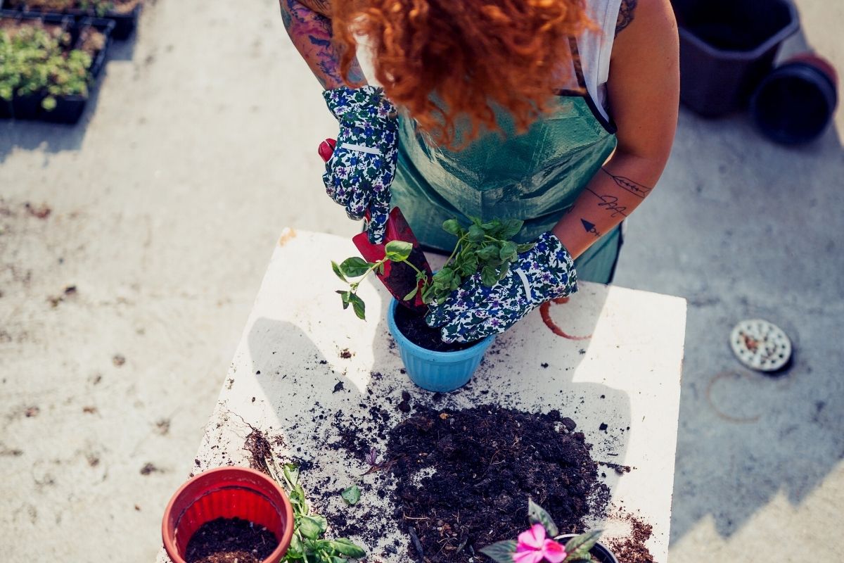 Quais os sinais que minha planta tem excesso de adubo?