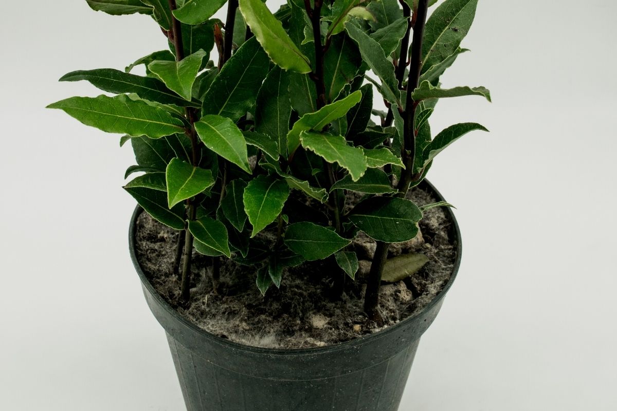 Veja os segredos para cultivar louroVeja os segredos para cultivar louroVeja os segredos para cultivar louro