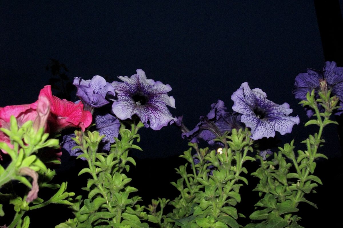 Sua petúnia não vai para frente?