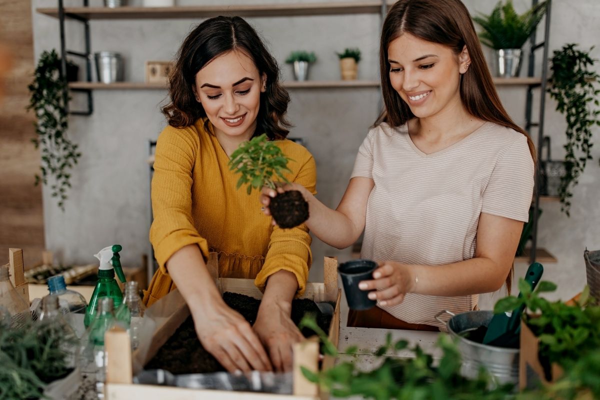 Prepare um vaso de camomila deliciosa e fresquinha!