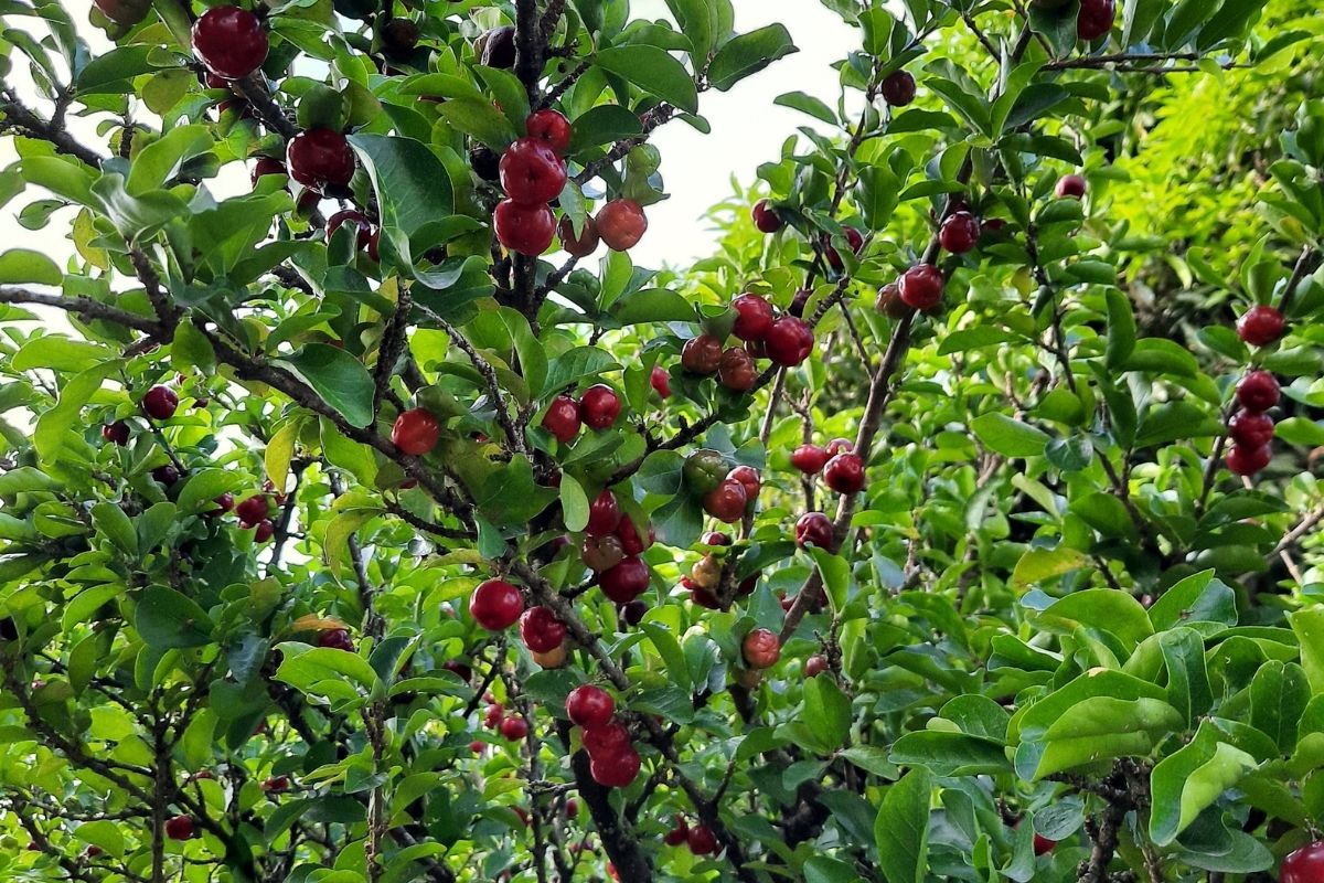 Pé acerola dar frutos