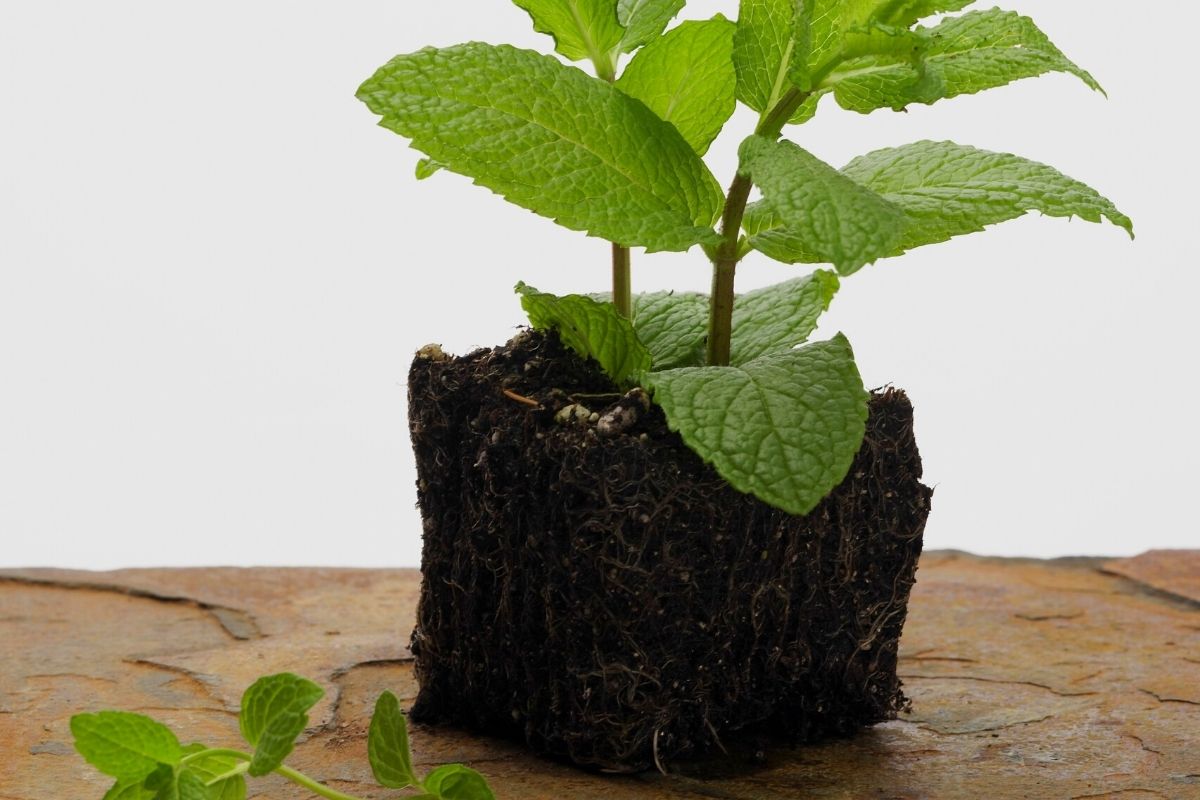 Como plantar hortelã no chão e evitar que vire moita? 