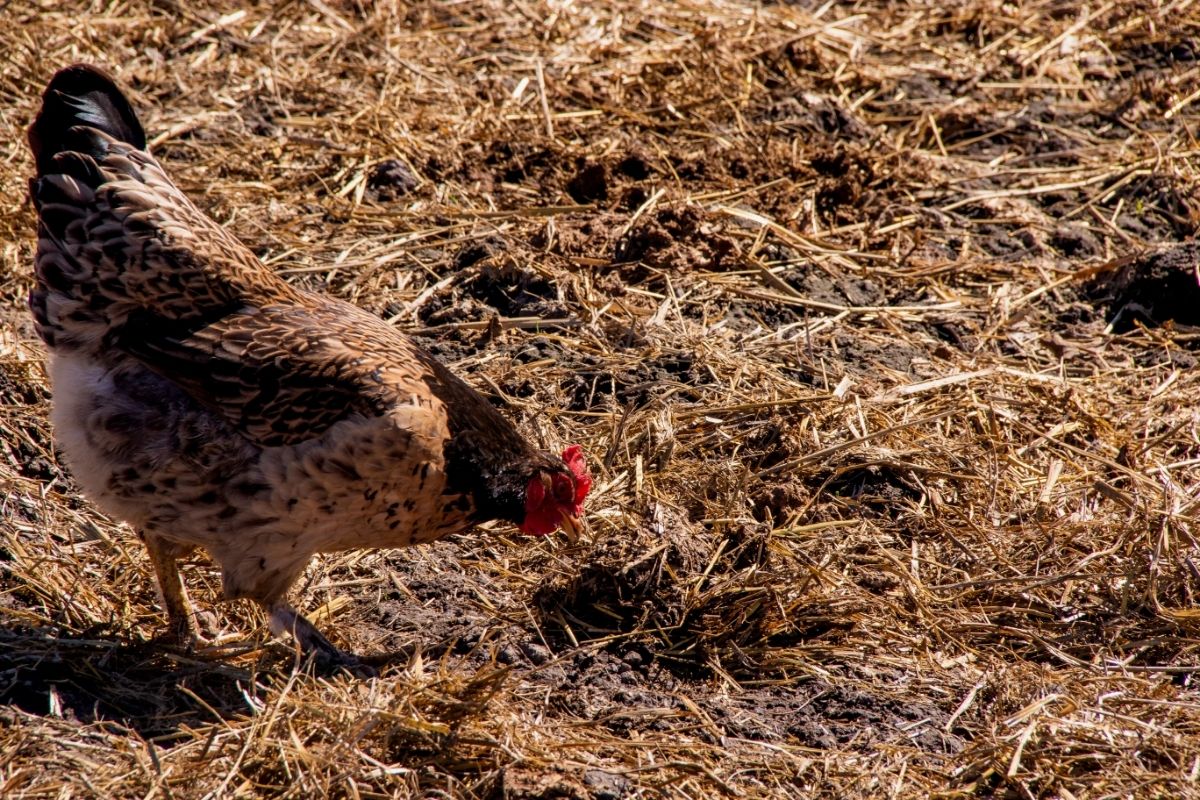 Para que serve o adubo de galinha — Foto: Canva Pró