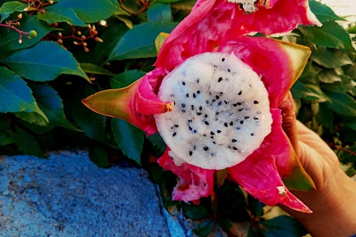 Qual o melhor adubo para plantar pitaya? Foto: Canva Pro