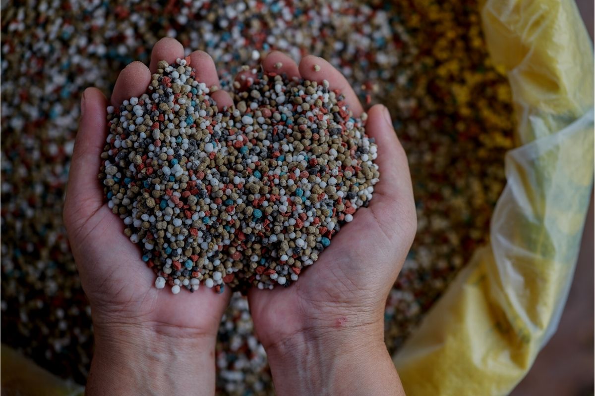 Qual o melhor adubo para plantar pitaya?