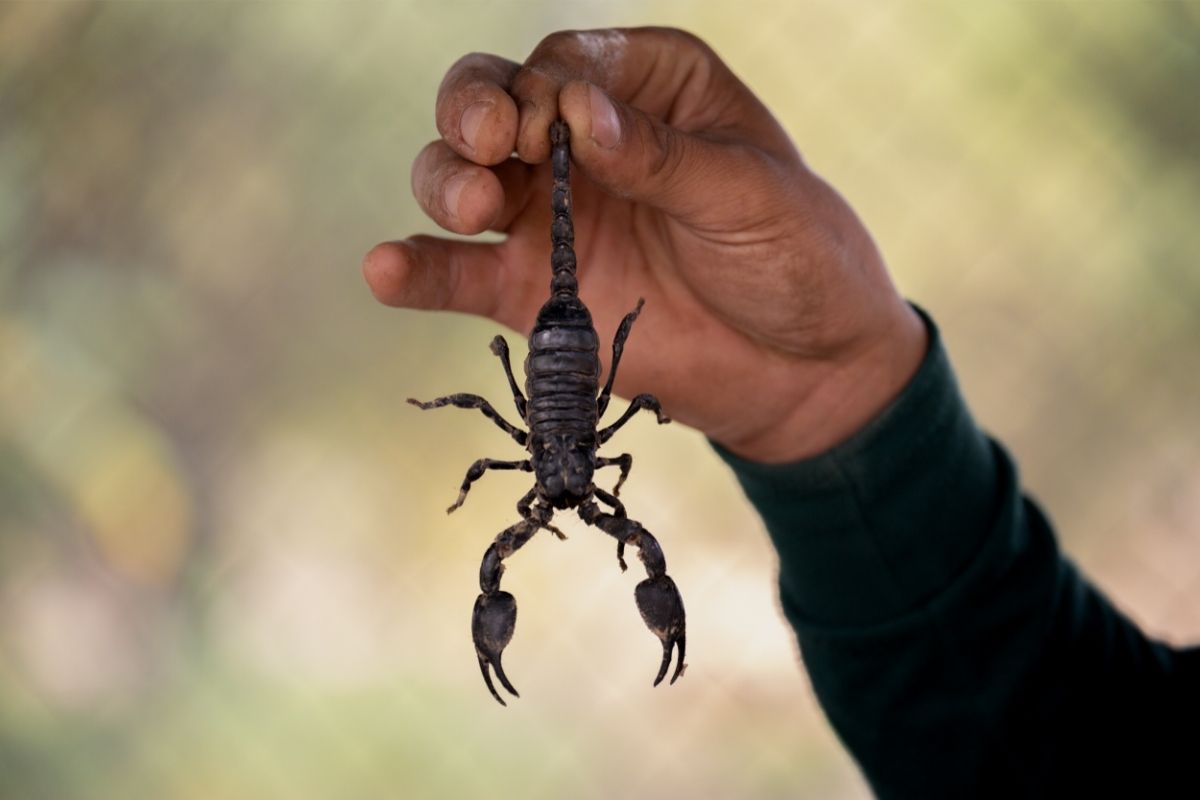 Como acabar com escorpião no quintal? Foto: Canva Pro