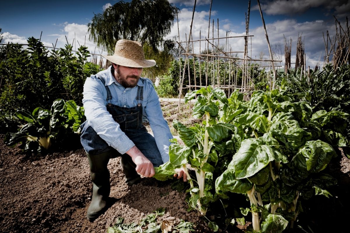 Como acabar com lagarta na couve?