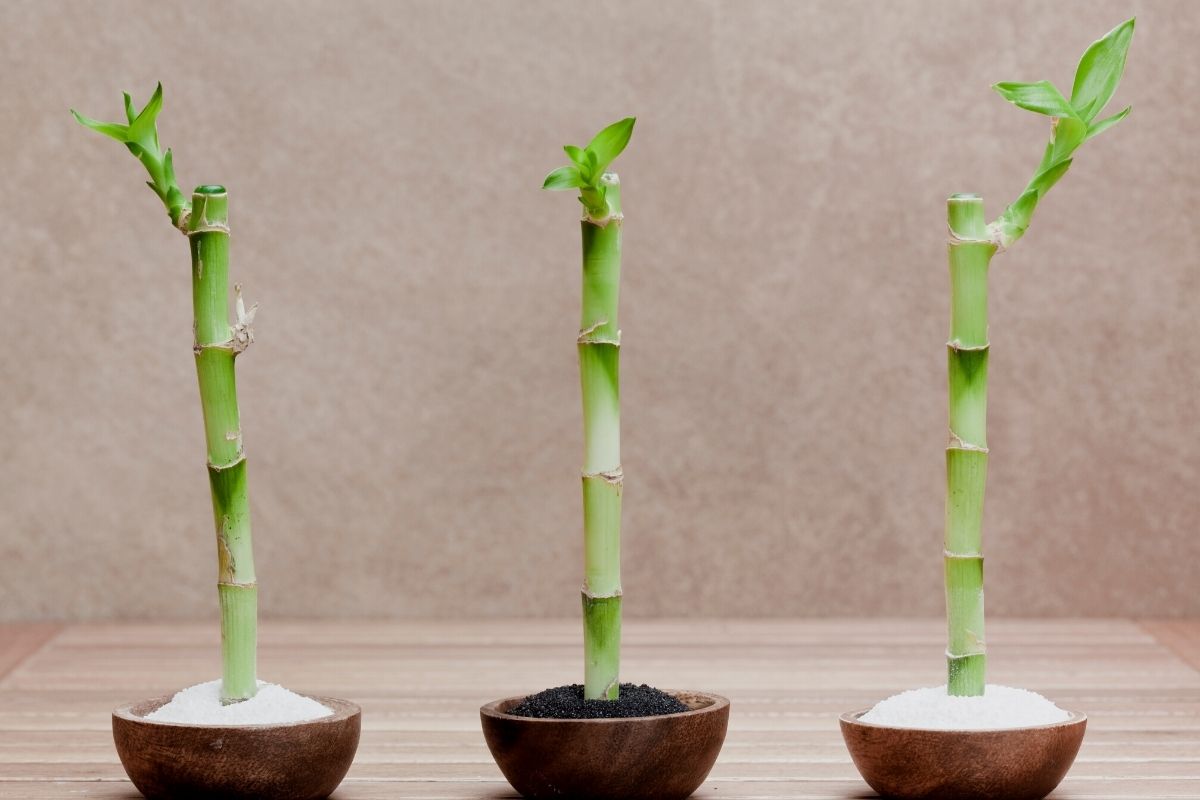 Como fazer muda de bambu da sorte?
