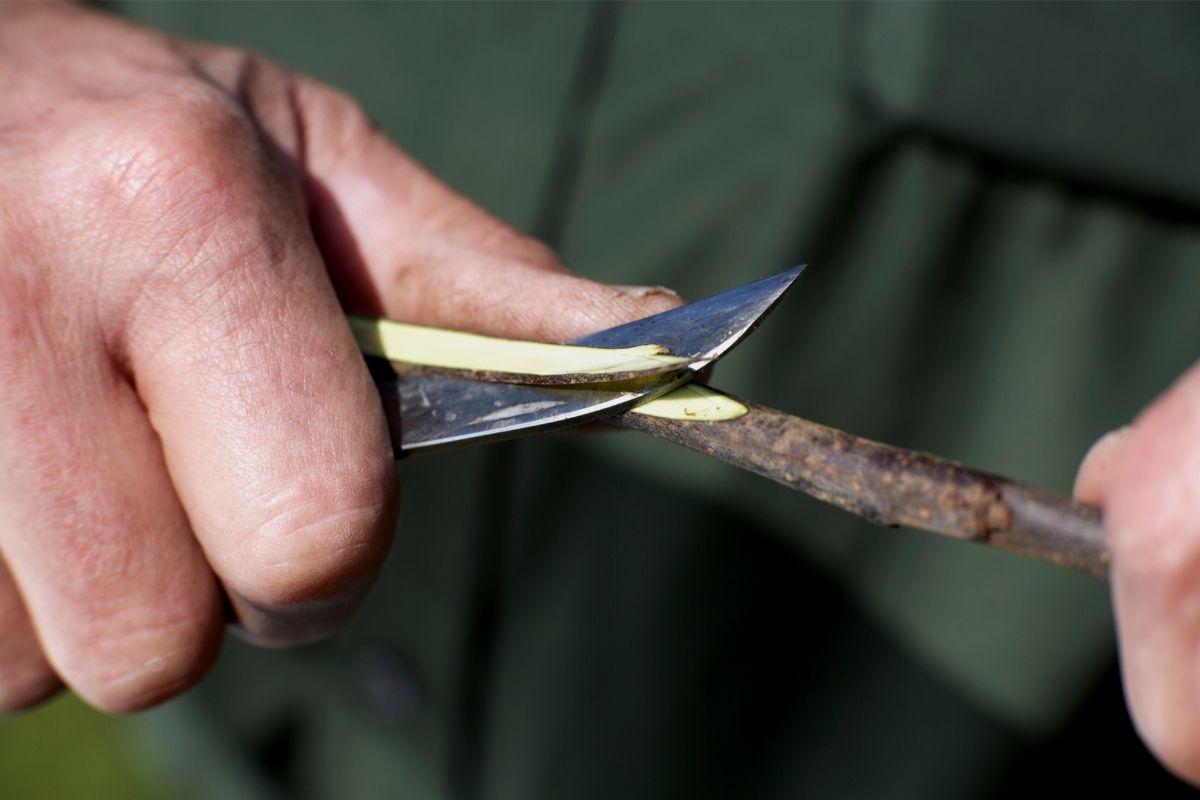 Bougainville muitas cores