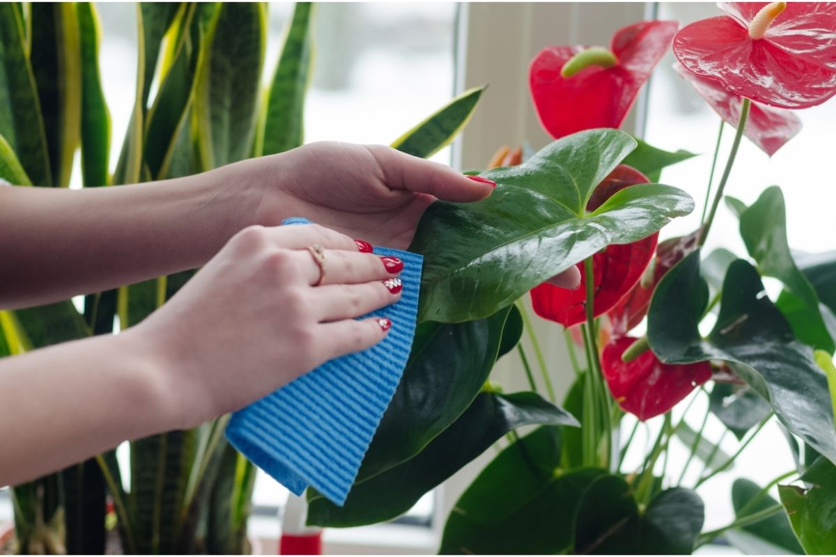 Antúrio florescer bastante