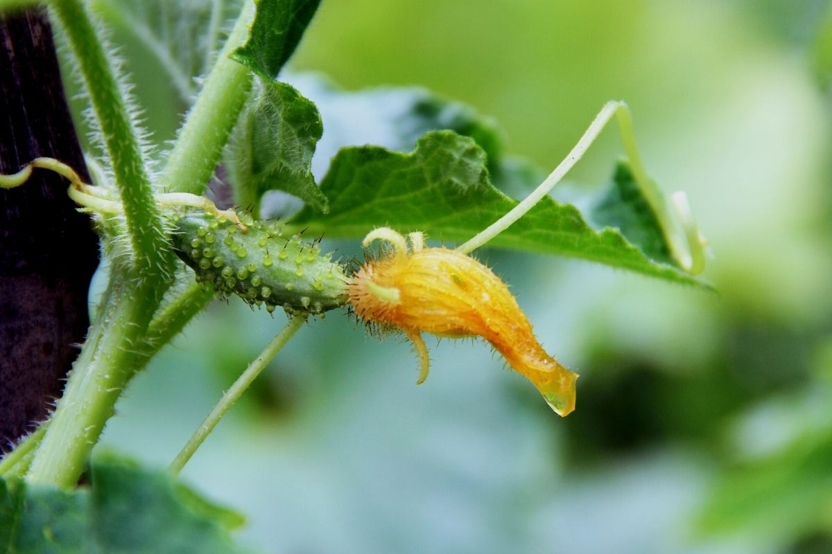 Horta pepino não produz