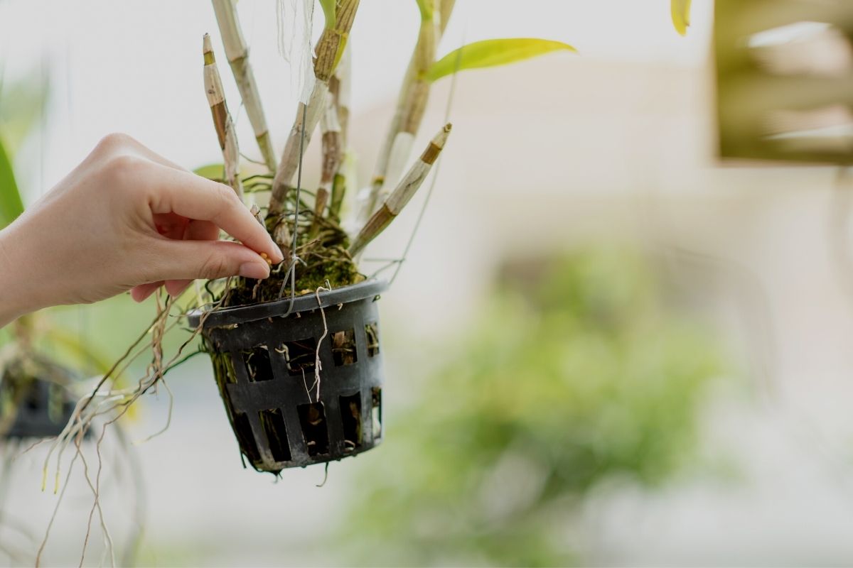 Fortalecer raízes das orquídeas