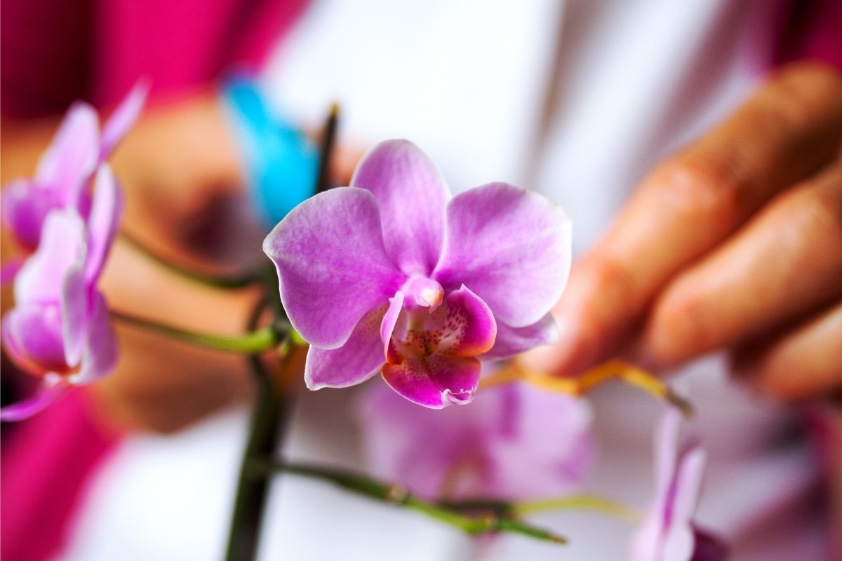 É correto tirar o pendão da orquídea depois que as flores caem? — Foto: Canva Pro