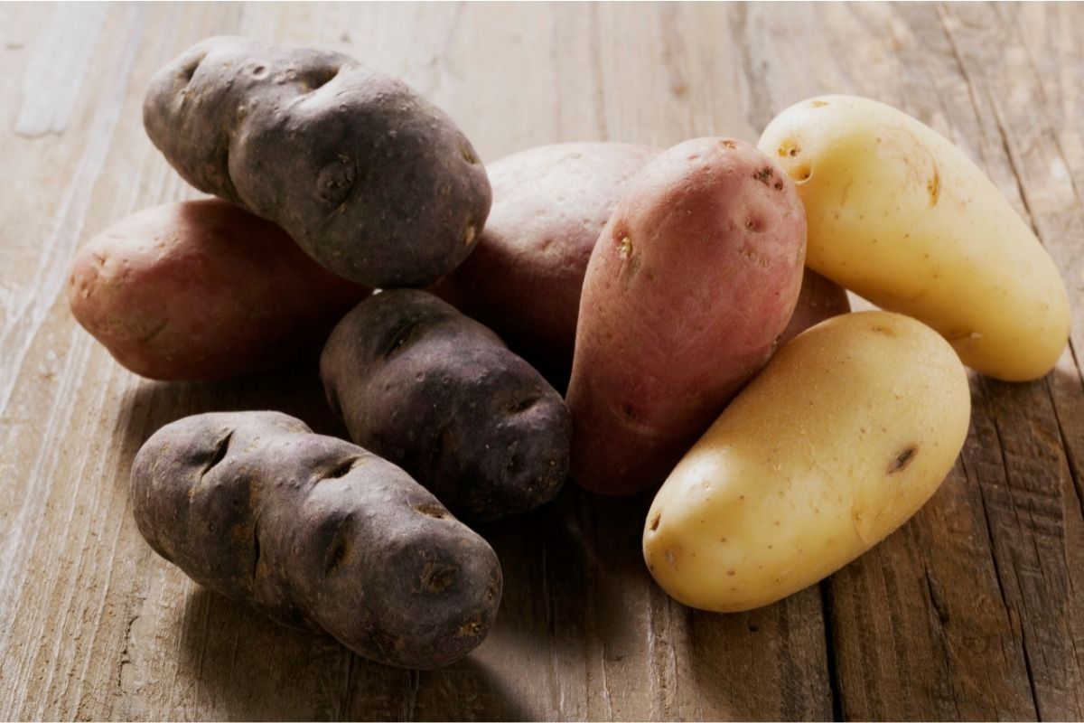 Паслен сорт картофеля