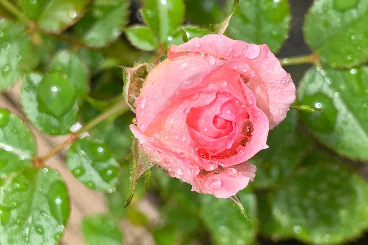Dicas especiais para suas mini-rosas ficarem lindas - Reprodução Canva