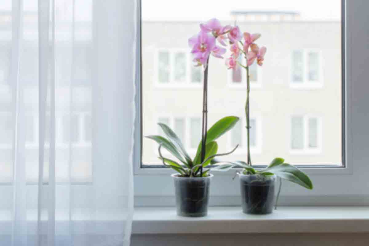 Dicas de Orquídeas - Reprodução Canva