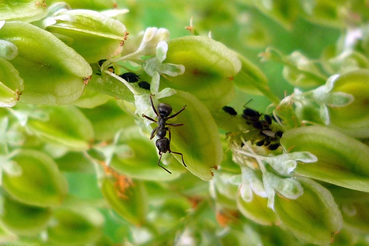 Eliminar formigas no jardim