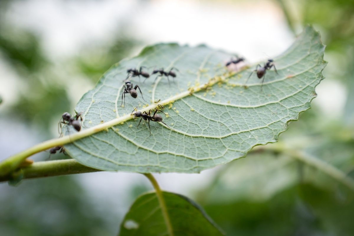 Eliminar formigas no jardim
