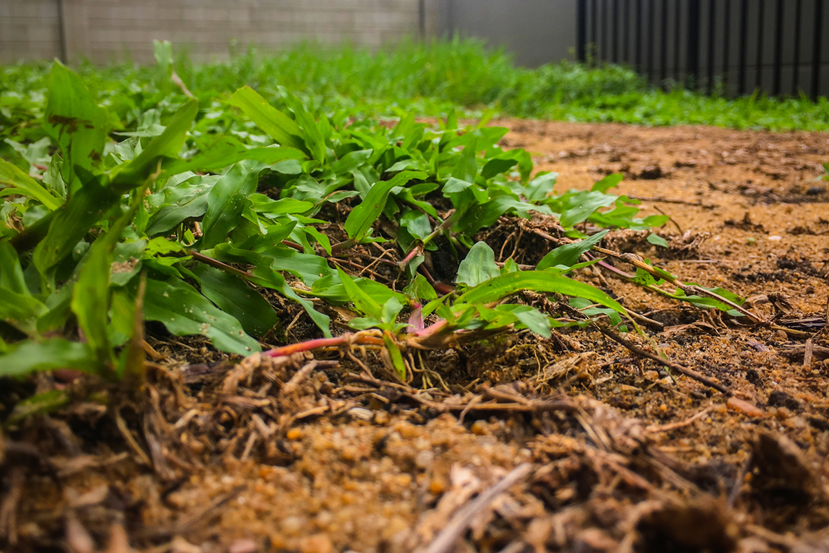 Mantenha a melhor terra adubada - Reprodução Canva