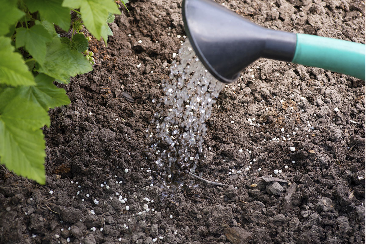 Melhor adubo para gramas - Reprodução Freepik