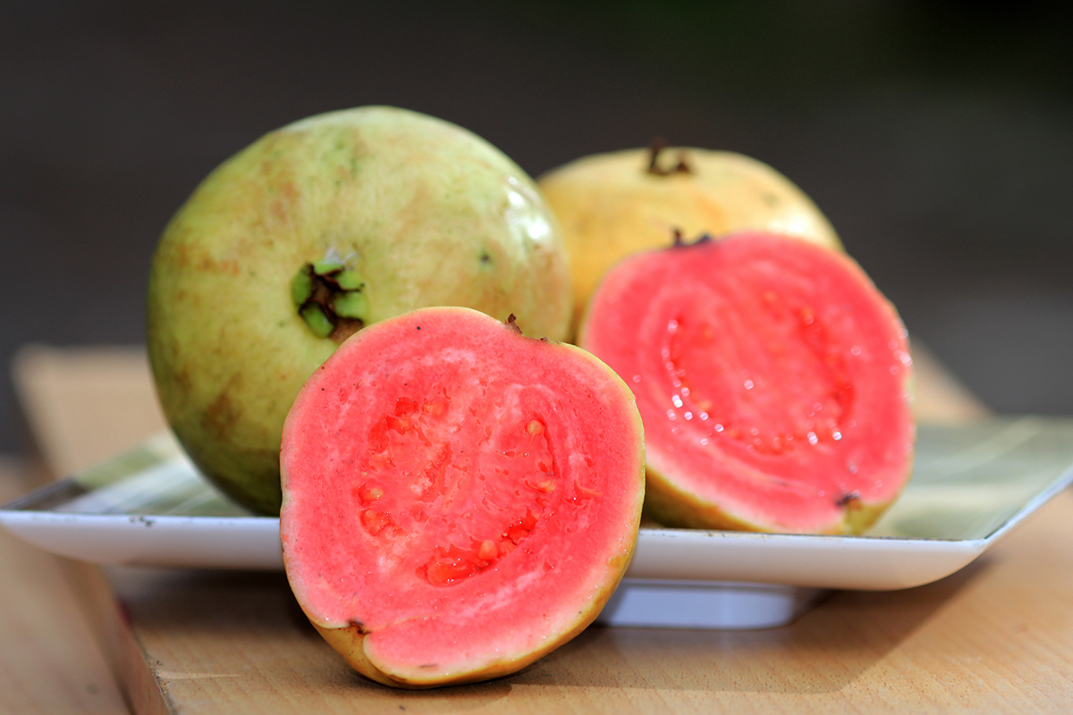 Misturinha turbinada para produzir goiabas sem bichos - Reprodução Canva