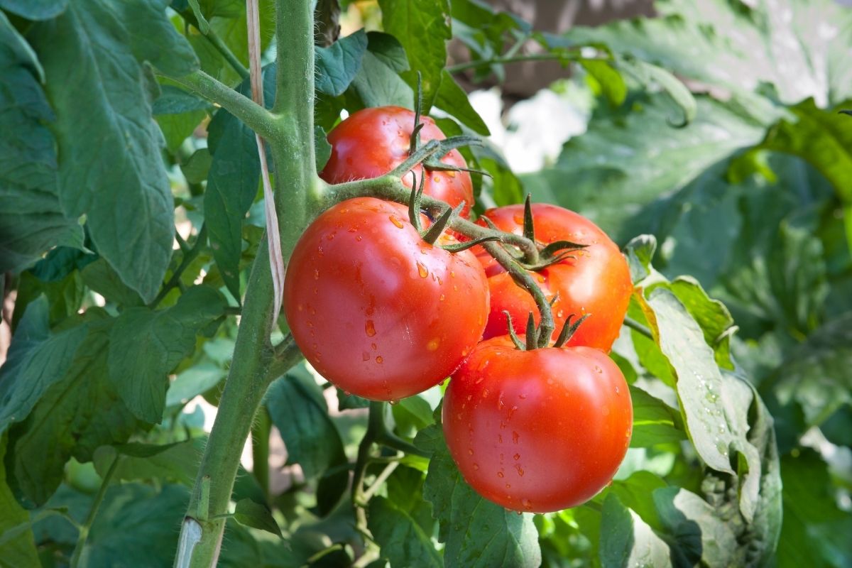 O tomate não se desenvolve - Reprodução Canva