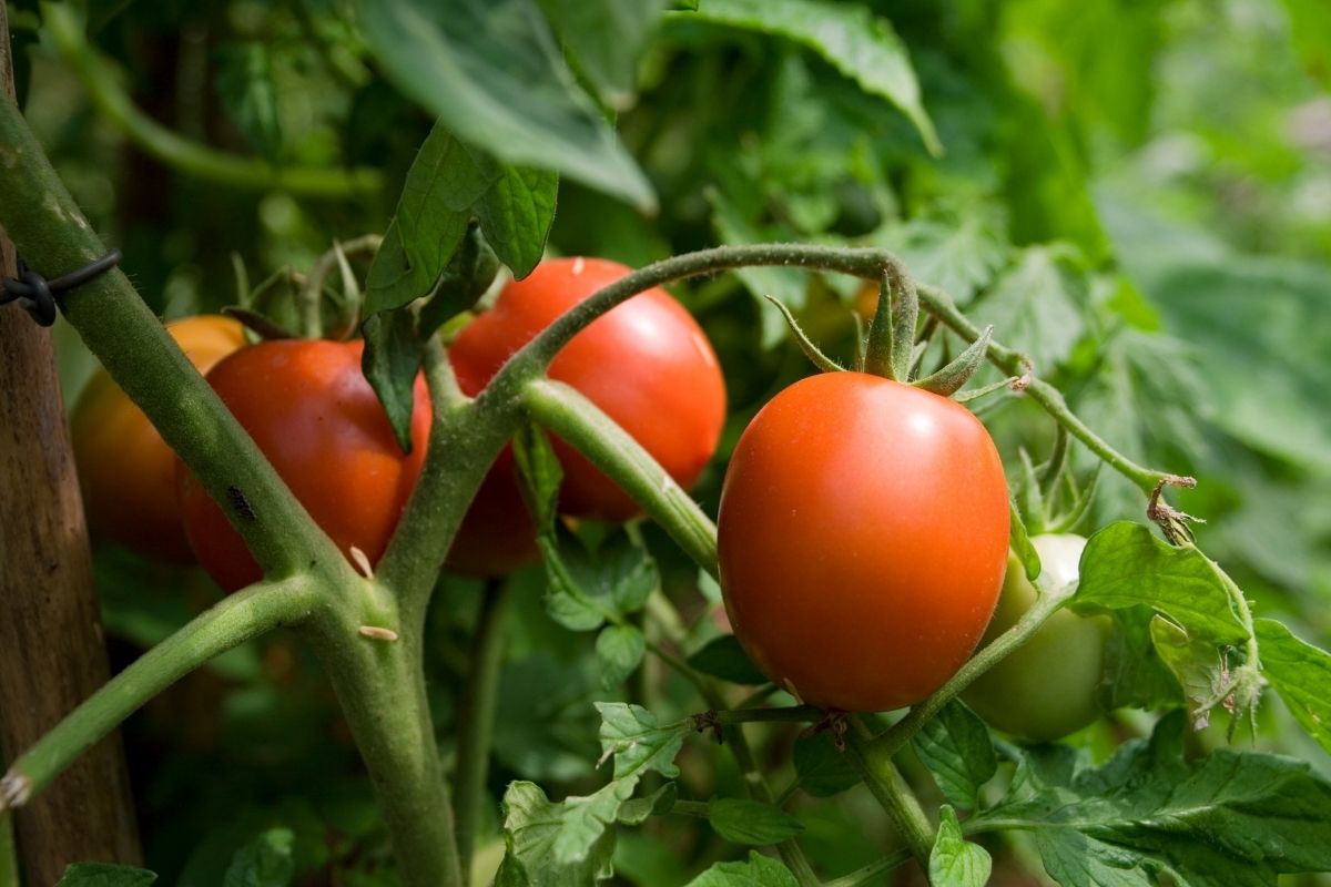 O tomate não se desenvolve_ Saiba como resolver o problema - Reprodução Canva