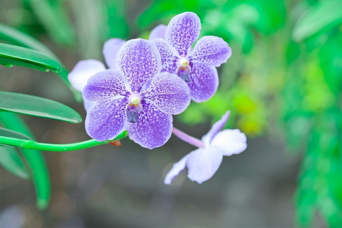 Orquídeas Vanda