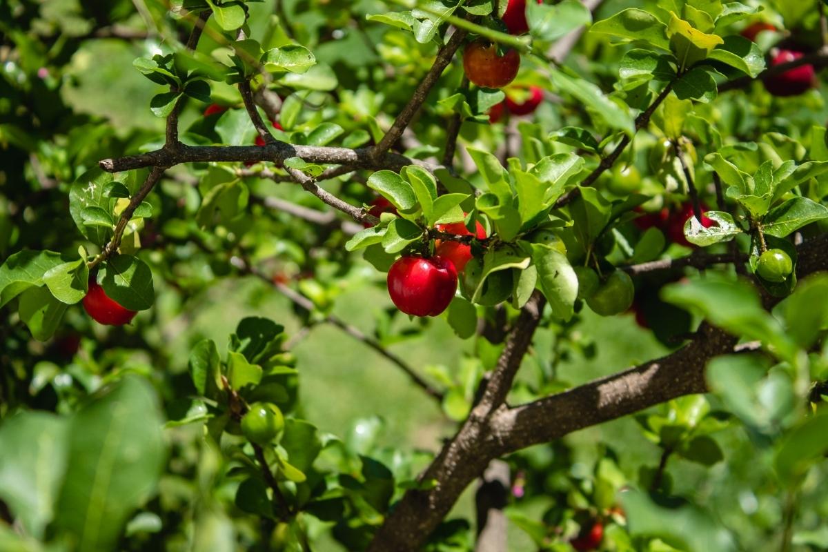 Podar pé de acerola: qual a hora certa? Saiba tudo agora mesmo