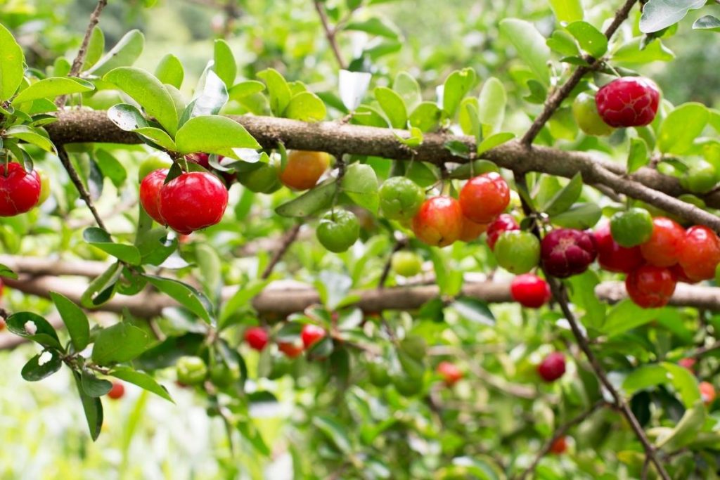 Podar P De Acerola Qual A Hora Certa Saiba Tudo Agora