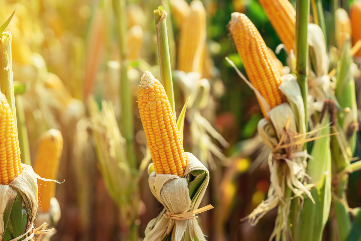 Veja o passo a passo para cultivar milho de pipoca em sua casa| Fonte: Canva Pro