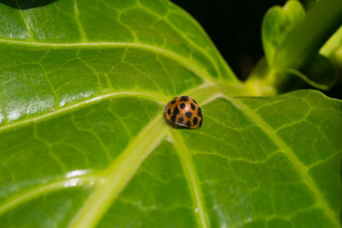 Por que é tão importante ter joaninhas no seu jardim