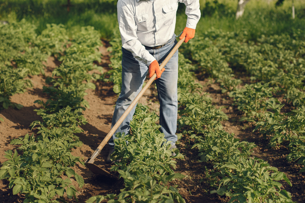 Como começar uma horta do zero