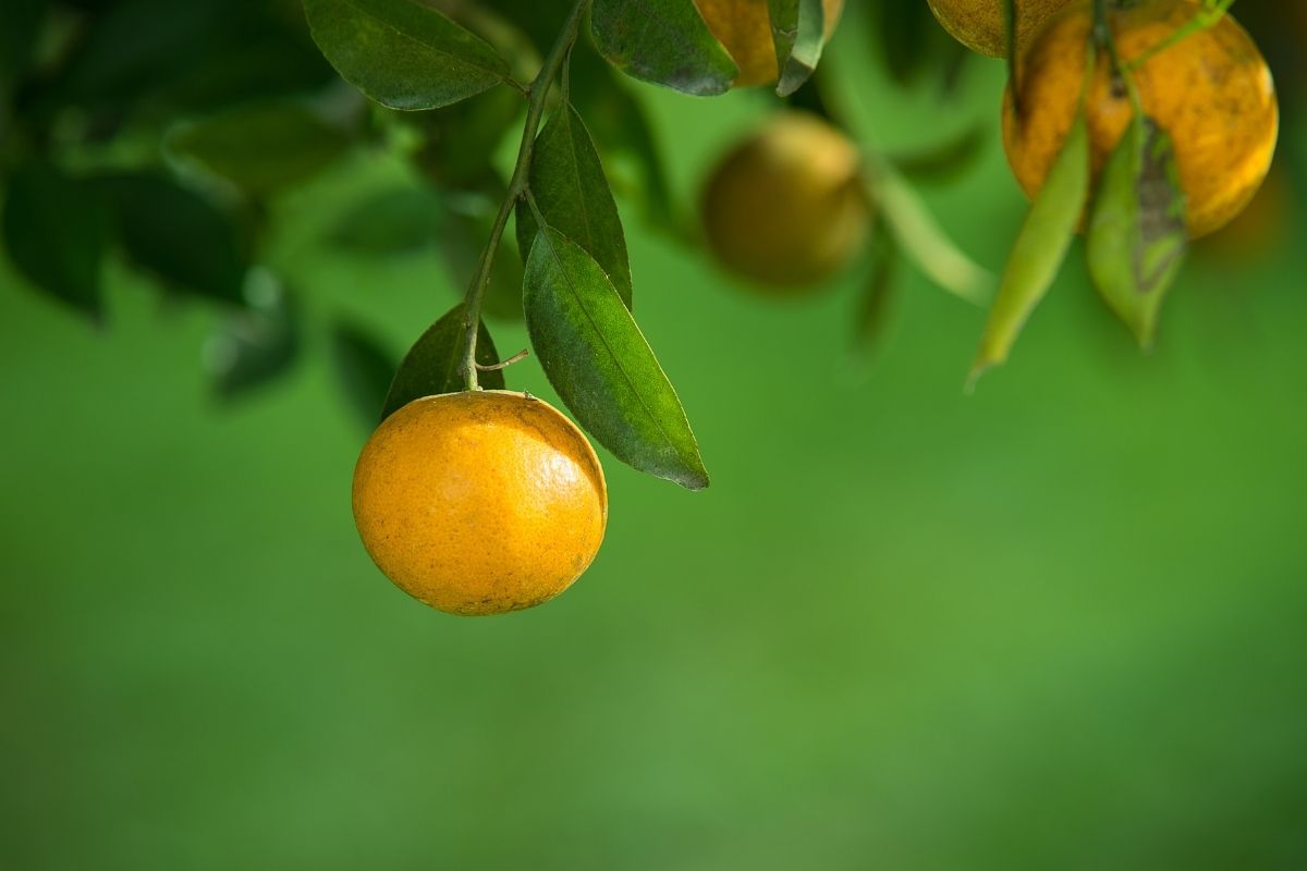 Quanto tempo demora para laranjeira dar laranjas_ - Reprodução Canva