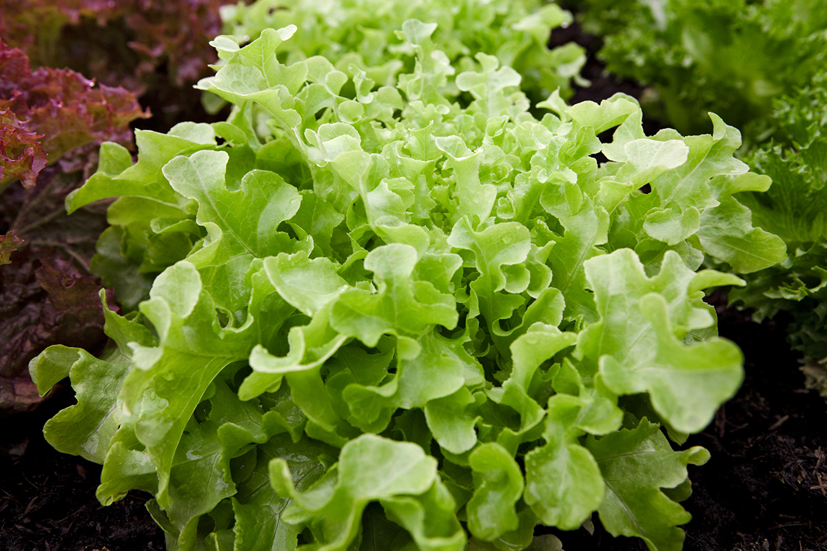 Regue diariamente - Reprodução Canva