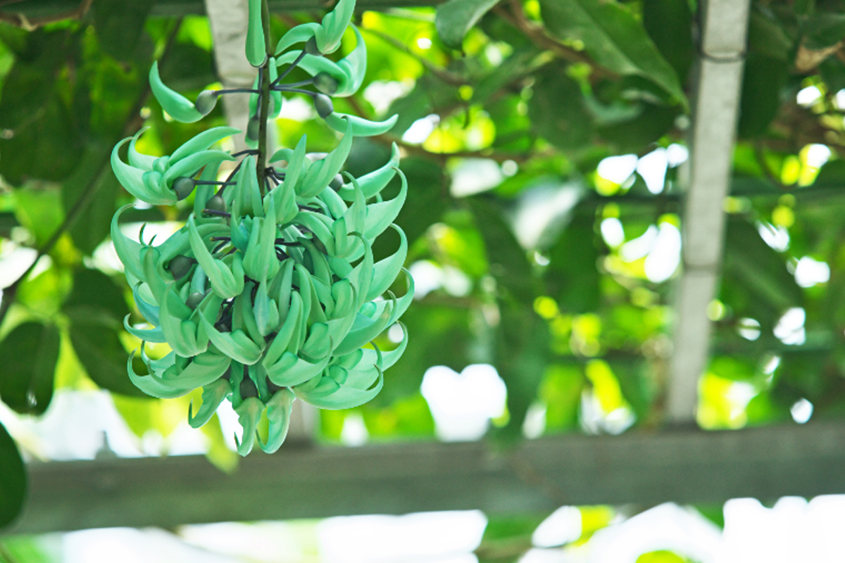 Trepadeira Jade Azul