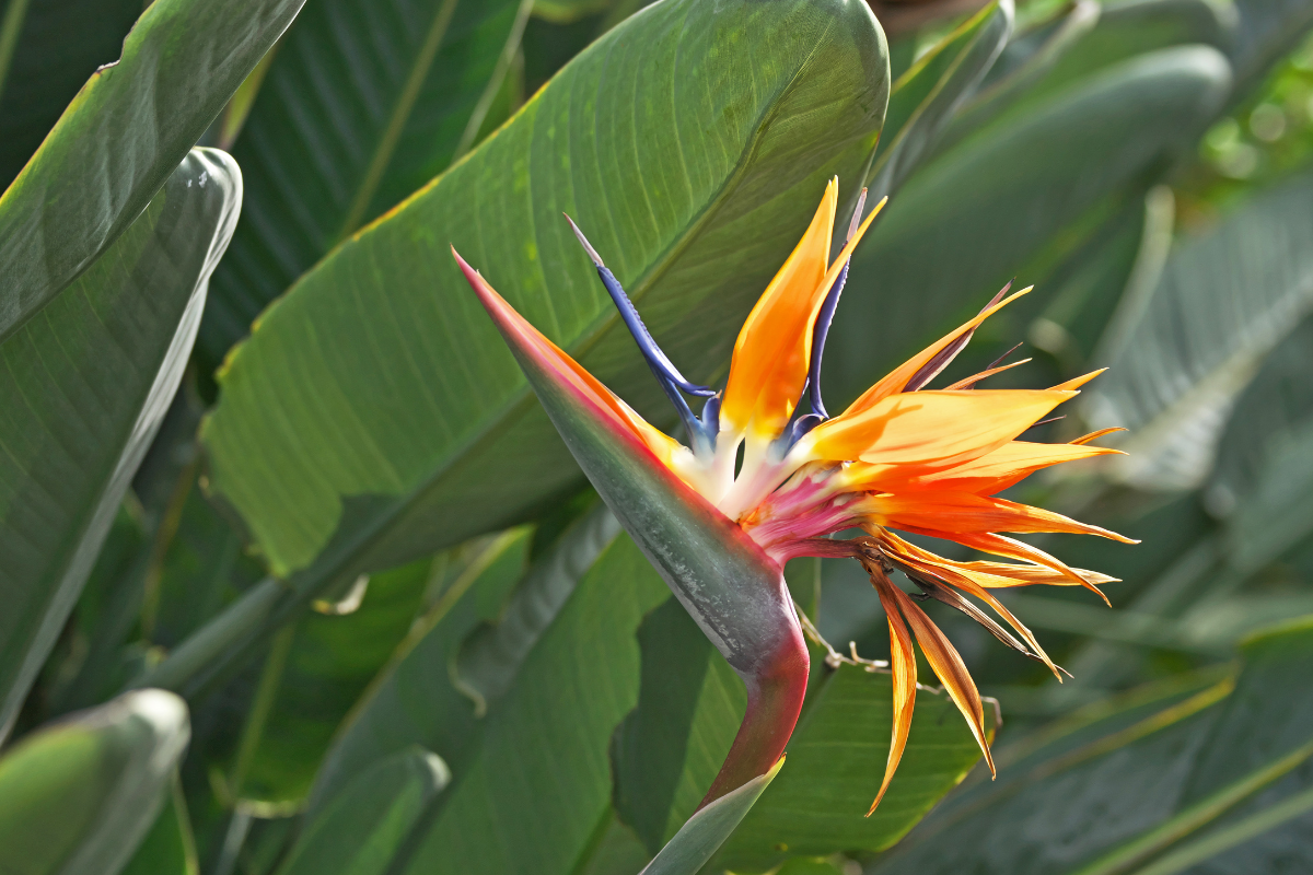 Strelitzia gosta de sol ou sombra